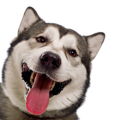 A head shot of cheerful young malamute