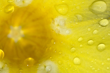 Petals in the rain background