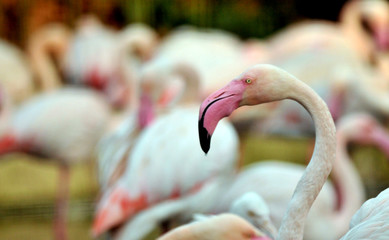 white flamingo