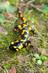 Fire salamander