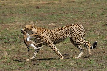 Cheetah mit Beute