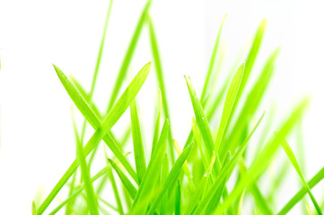 Fototapeta premium Detail fresh green grass