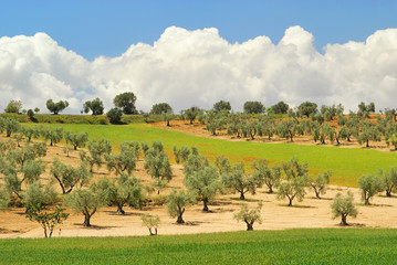 Olivenbaum - olive tree 55