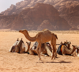 Baby camel