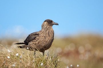 Große Raubmöwe; Great Skua; Stercorarius skua