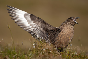 Obraz premium Große Raubmöwe; Great Skua; Stercorarius skua