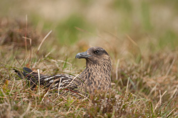 Große Raubmöwe; Great Skua; Stercorarius skua