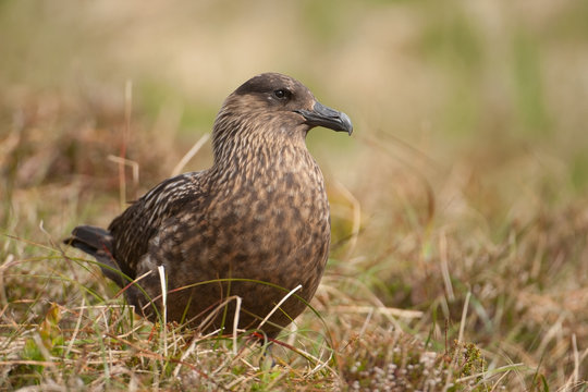 Gro&szlig;e Raubm&ouml;we; Great Skua; Stercorarius skua