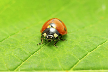 red ladybug
