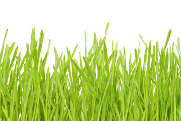 Obraz premium lawn