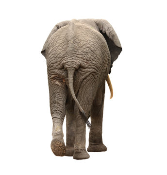 elephant walking away