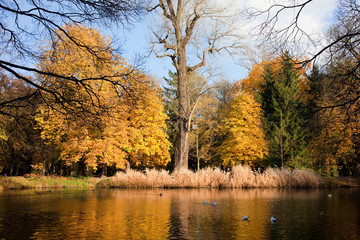 Fototapeta premium Lazienki Park Autumn Scenery