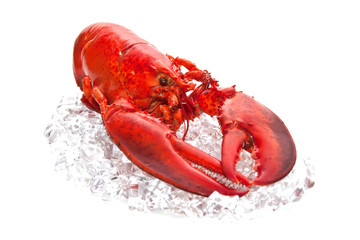 lobster  on Ice isolated on a white background