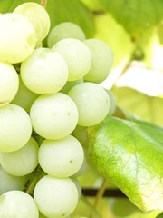 Grapes