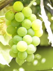 Grapes