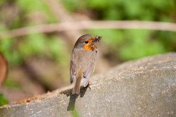 Rotkehlchen mit Insekten