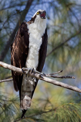 Schreiender Fsichadler