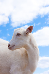 Obraz premium white goat