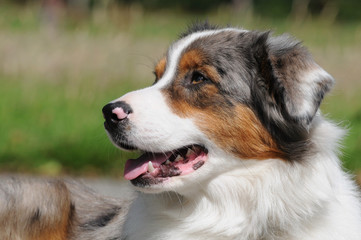 Australian Shepherd