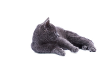 Little grey cat isolated on white