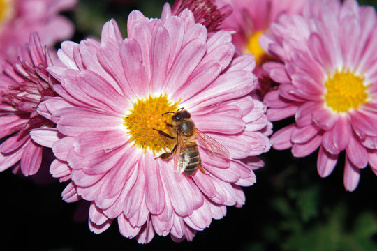 Abeja en crisantemo