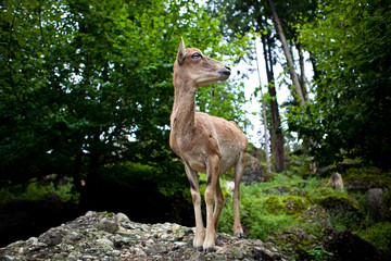 West Caucasian tur (Capra caucasica)