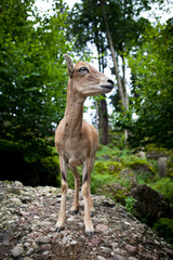 West Caucasian tur (Capra caucasica)