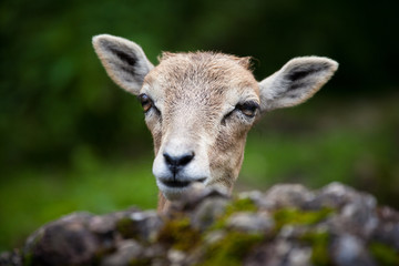 West Caucasian tur (Capra caucasica)