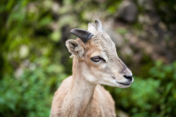 West Caucasian tur (Capra caucasica)