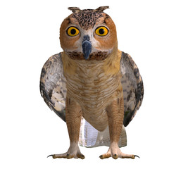 Barn Owl Bird. 3D rendering with clipping path and shadow over