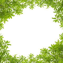 Naklejka premium Green leaves frame on white background