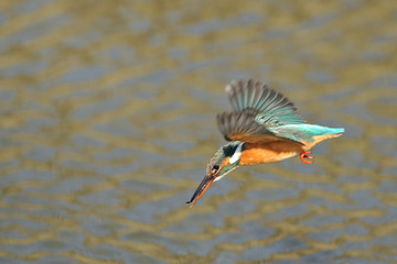 ダイビング直前のカワセミ
