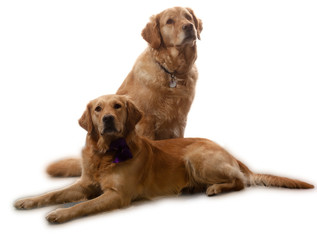 Obraz premium golden retriever