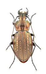 Carabus ullrichii fastuosus