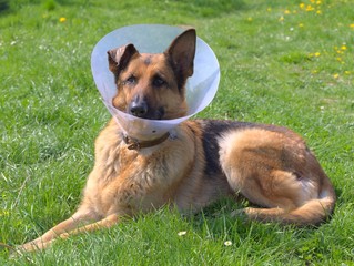 Sick dog