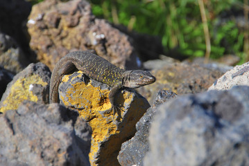 Lagarto tizon