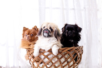 犬