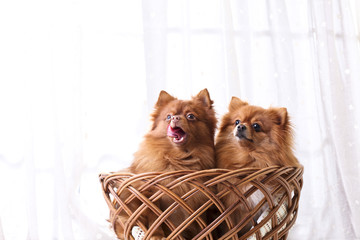 犬