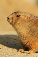 Prairie dog