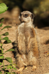 Little meerkat standing upright