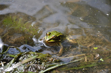 Frosch im Wasser