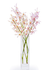 pink orchid in vase