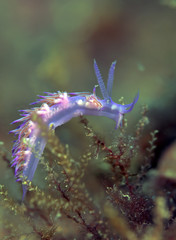 Nudibranco