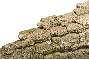 Ragged tree bark