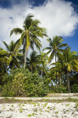 Fototapeta na wymiar Palm trees on Zanzibar island