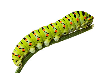 Side view of caterpillar on stem - obrazy, fototapety, plakaty