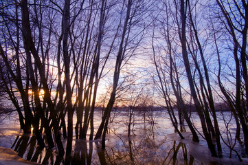 Trees in water, sunset sky