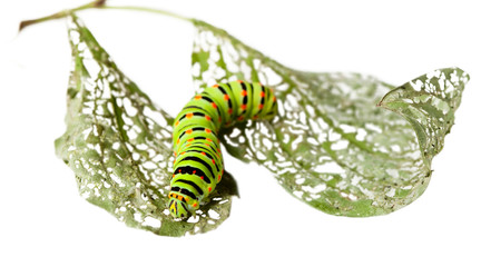 Caterpillar crawl across leaf