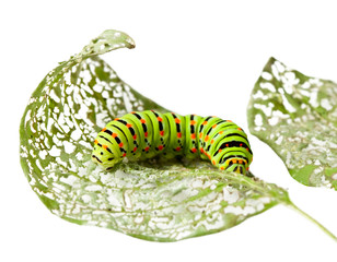 Naklejka premium Caterpillar chewing a leaf