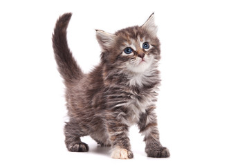 Siberian cat isolated on white